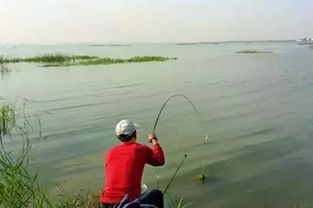 海竿串钩钓鲈鱼-海竿串钩钓鲈鱼技巧和方法  钓技  酷钓鱼