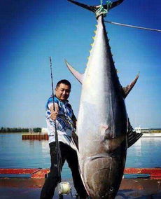 蓝鳍金枪鱼多少钱一条-蓝鳍金枪鱼多少钱一斤