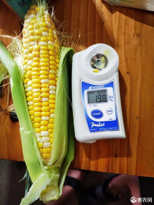 玉米粉多少钱一斤-玉米价格行情今日报价2023