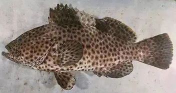 黑斑石斑鱼-黑斑石斑鱼多少钱