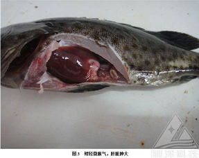 青石斑鱼的做法-青石斑鱼如何做