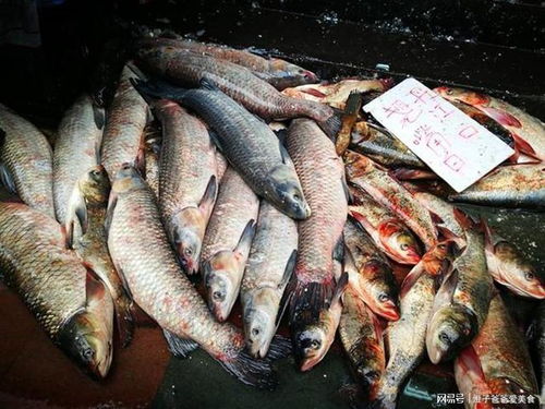 黄辣丁鱼-黄辣丁鱼多少钱一斤