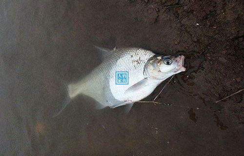 长江最大的鱼-长江最大的鱼是什么