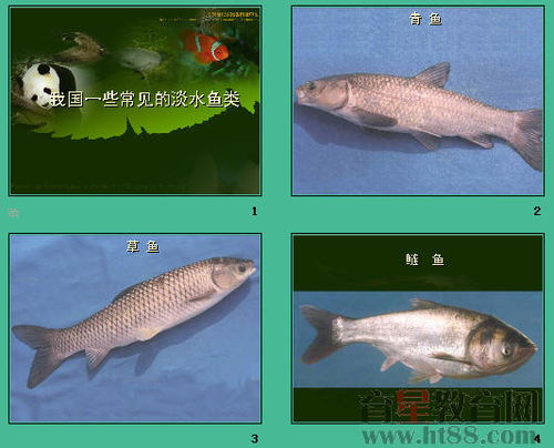广东常见的淡水鱼-广东常见的淡水鱼类有哪些