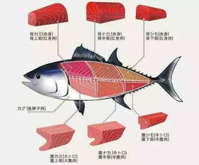 蓝鳍金枪鱼最贵的部位-蓝鳍金枪鱼最贵的部位叫什么