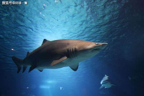 适合家养的鲨鱼-金鲨银鲨单机版