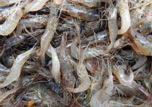 河虾养殖条件-河虾的养殖周期是多长