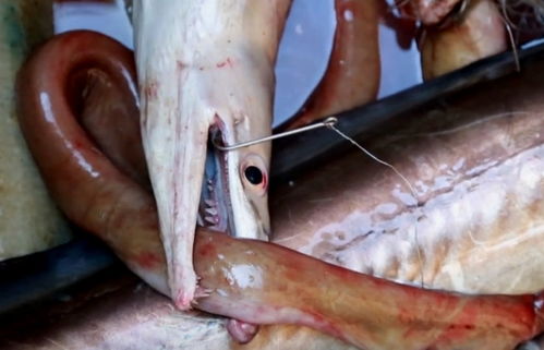 鳗鱼的功效与禁忌-鳗鱼的功效及吃法