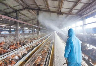 韩国又有两家养鸡场发现禽流感病例