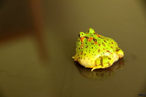 蝴蝶角蛙寿命-蝴蝶角蛙怎么看品相