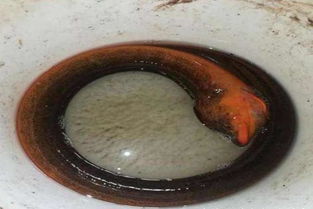 望月鳝有毒有科学根据吗,望月鳝可以吃吗?