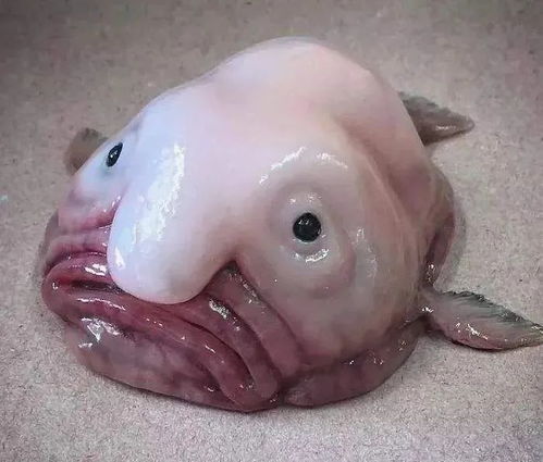 水滴鱼最吓人的图片,鬼脸鱼